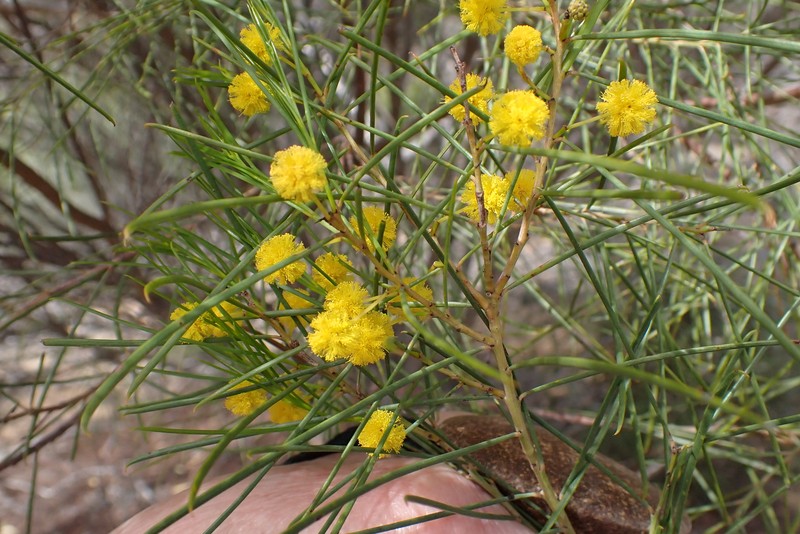 Acacia euthycarpa subsp. euthycarpa