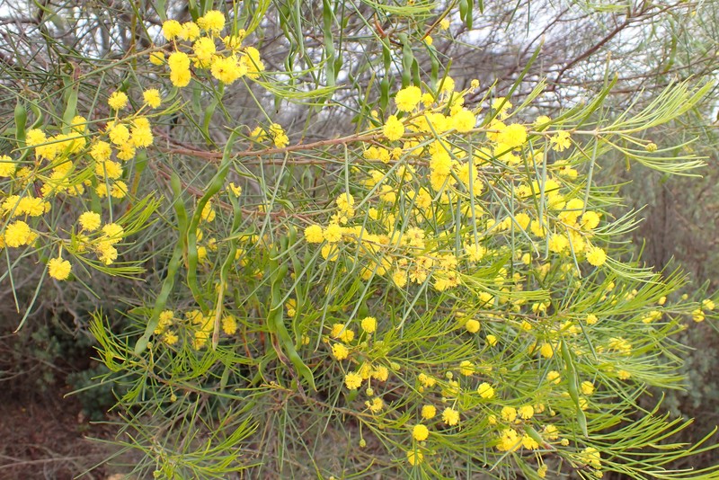 Acacia euthycarpa subsp. euthycarpa photo 2