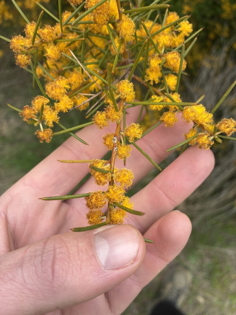 Acacia euthycarpa subsp. euthycarpa photo 3