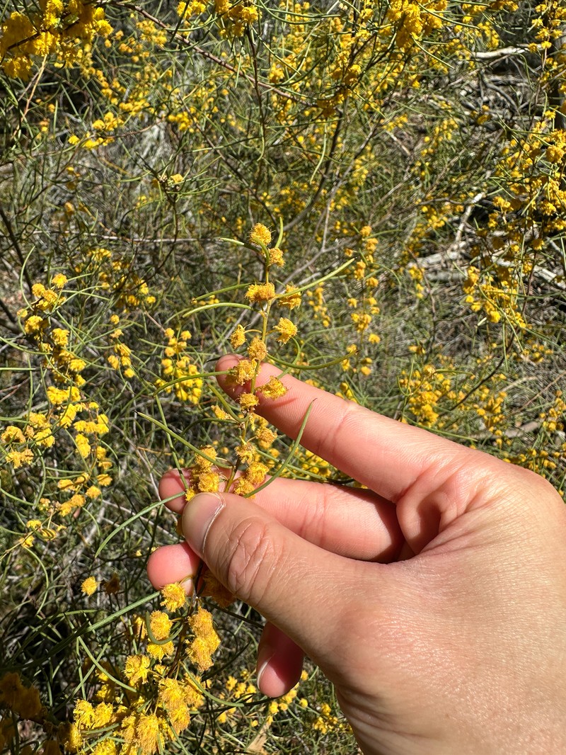 Acacia euthycarpa subsp. euthycarpa photo 4
