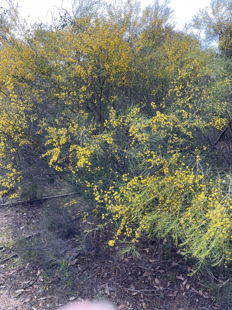 Acacia euthycarpa subsp. euthycarpa photo 5