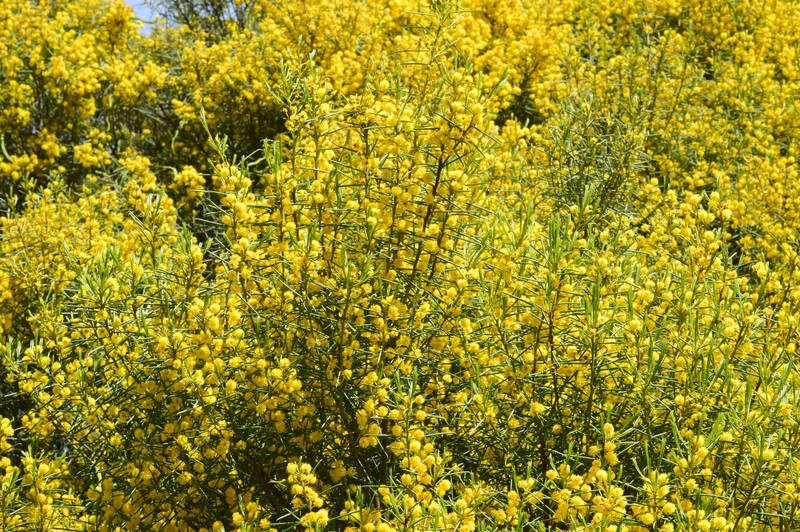 Acacia euthycarpa subsp. euthycarpa photo 6