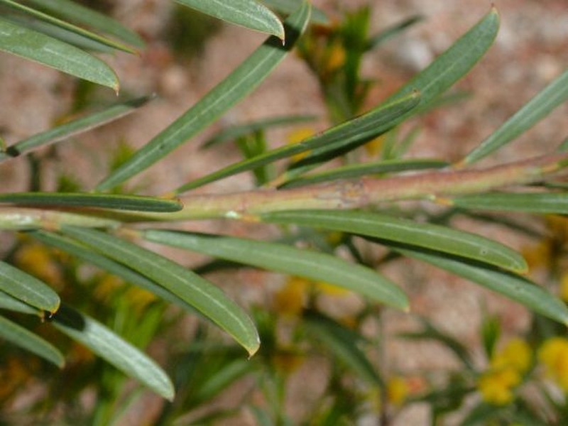 Acacia euthycarpa subsp. oblanceolata