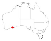Acacia euthyphylla
