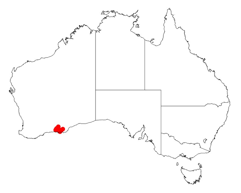 Acacia euthyphylla