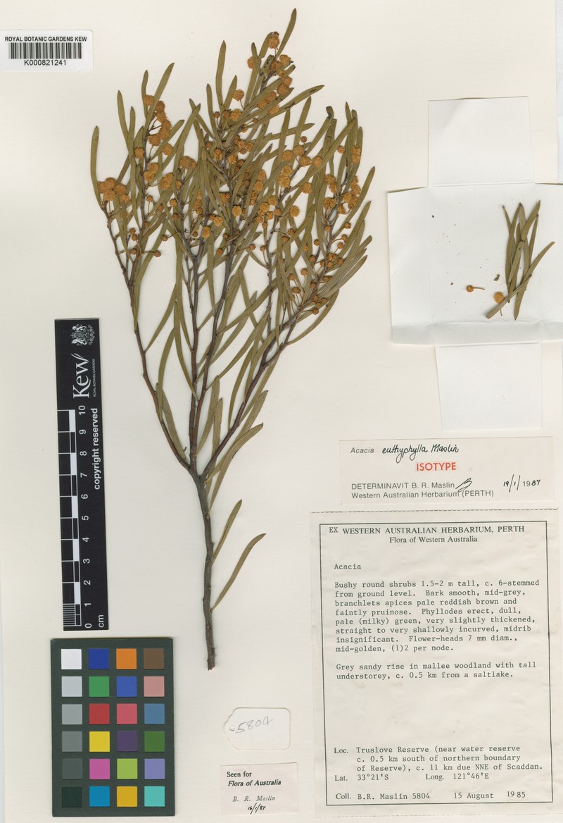 Acacia euthyphylla photo 2