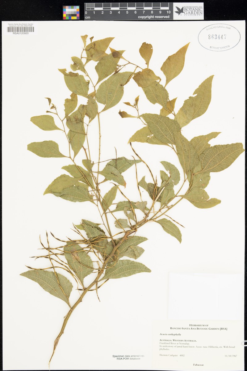 Acacia euthyphylla photo 3