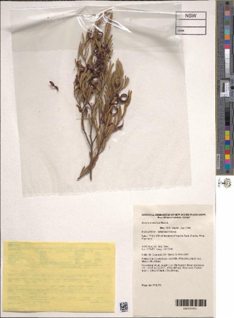 Acacia evenulosa photo 2