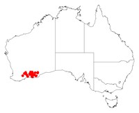 Acacia evenulosa