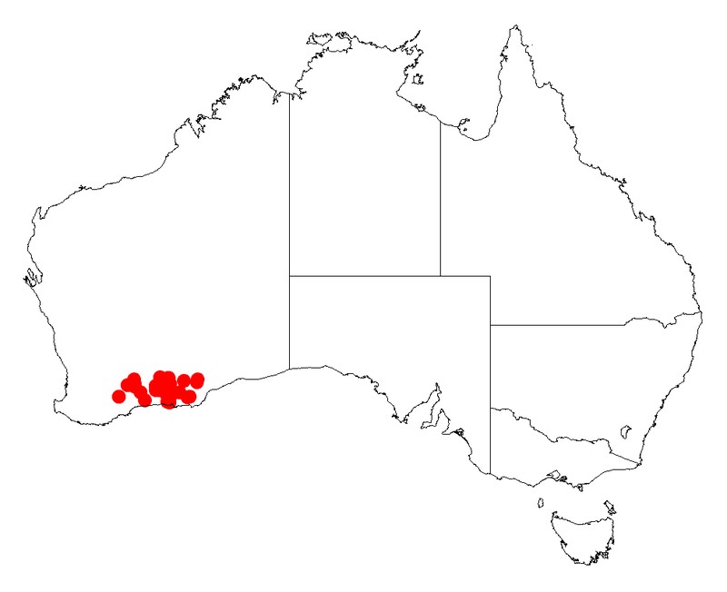 Acacia evenulosa