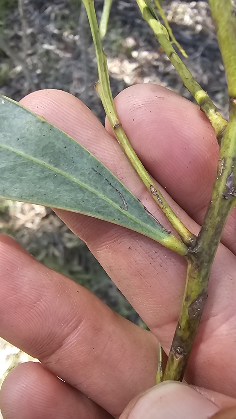Acacia everistii