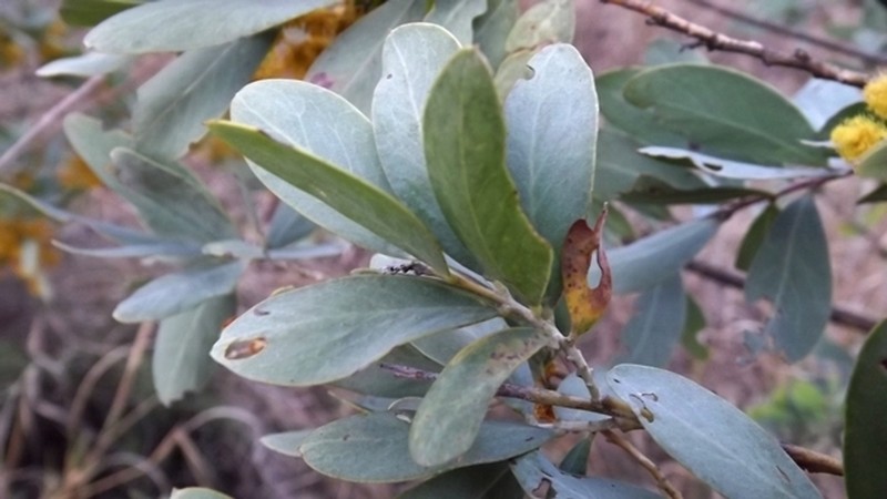 Acacia everistii photo 2