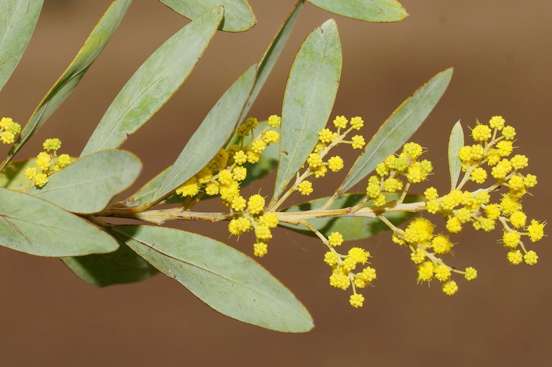 Acacia everistii photo 3