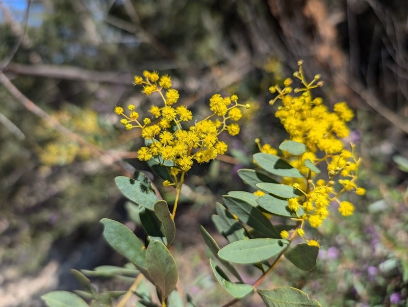 Acacia everistii photo 4