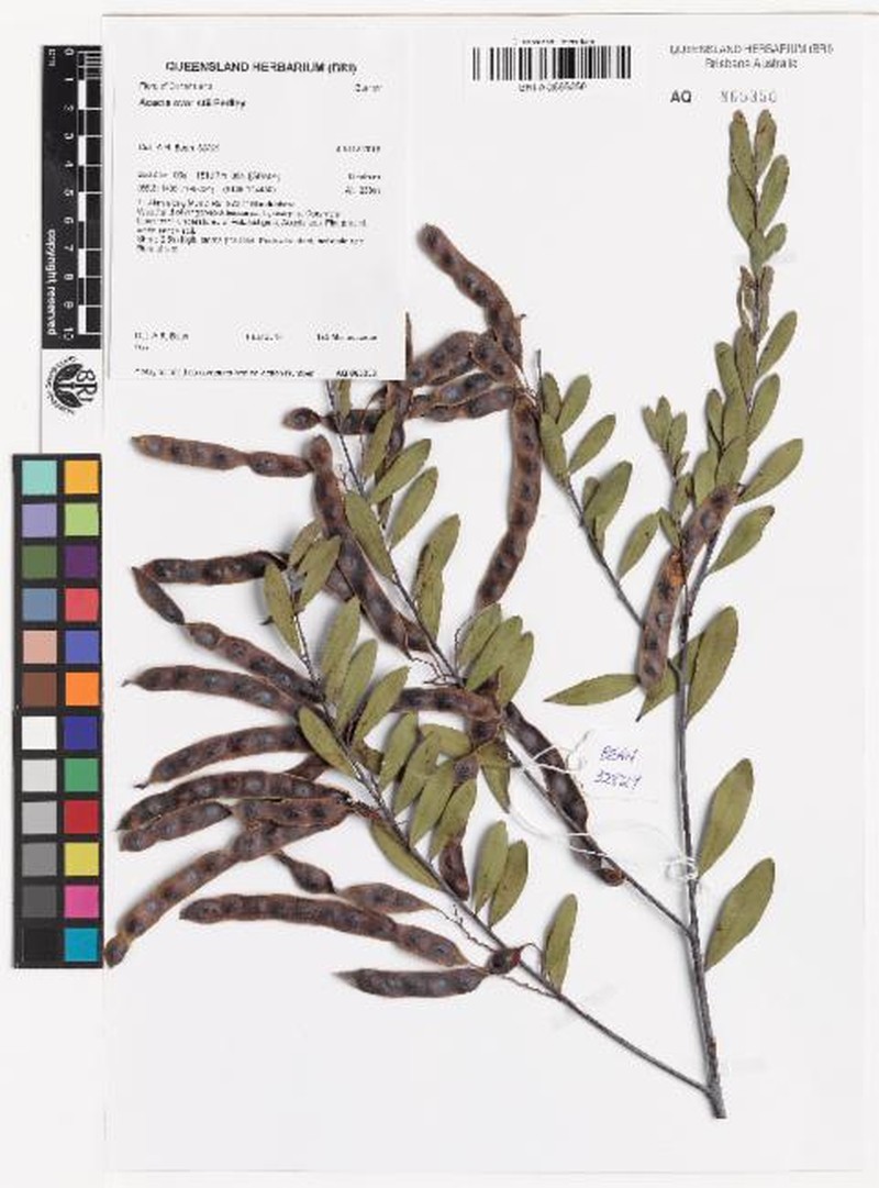 Acacia everistii photo 5
