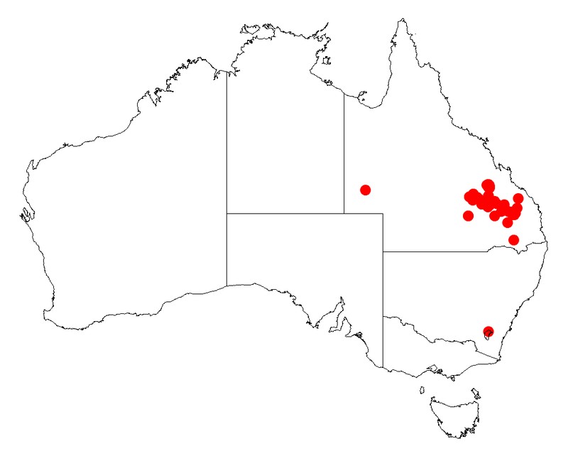 Acacia everistii