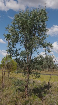 Acacia excelsa
