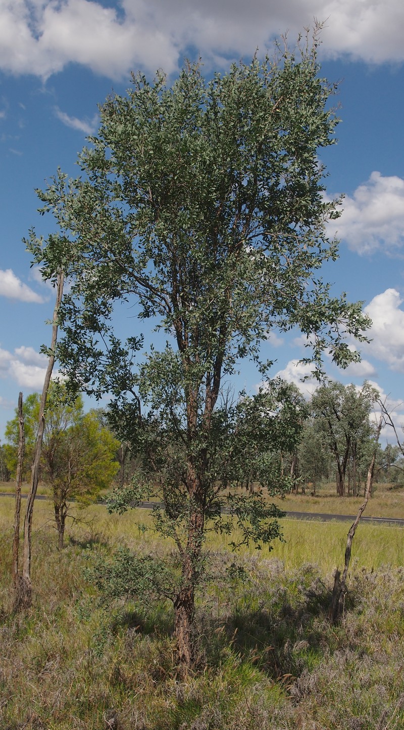 Acacia excelsa