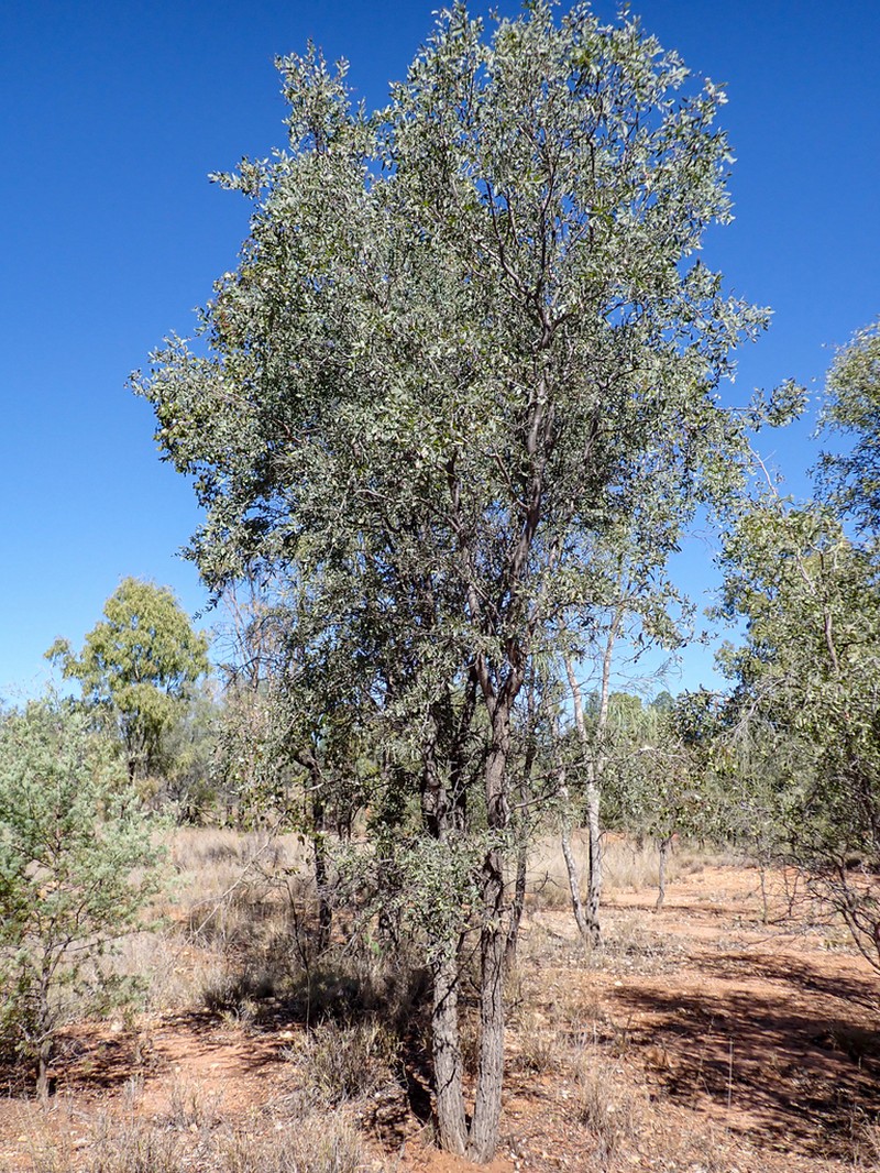 Acacia excelsa photo 2