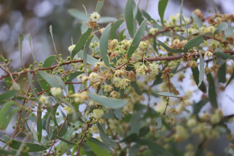 Acacia excelsa photo 3
