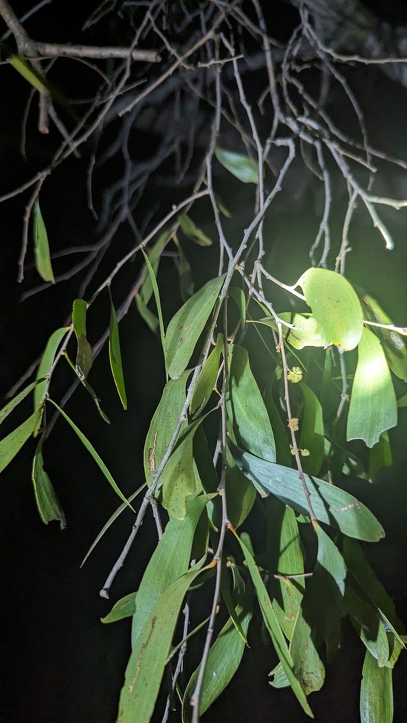 Acacia excelsa photo 5