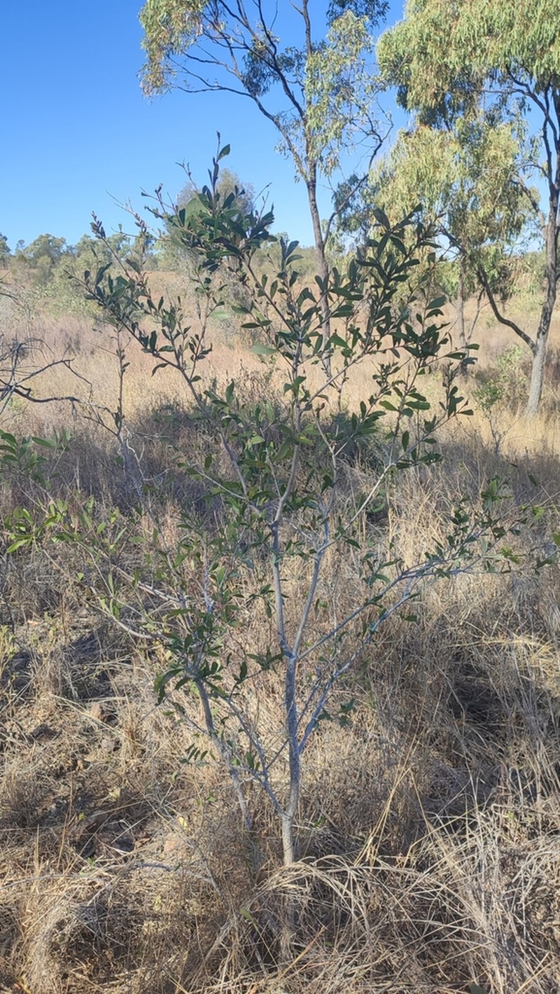 Acacia excelsa photo 6