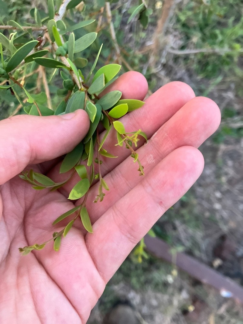 Acacia excelsa photo 7