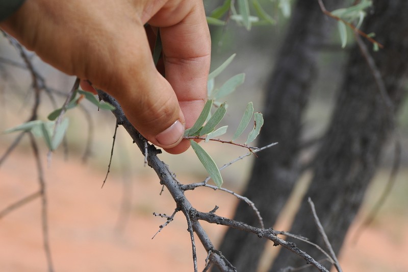 Acacia excelsa photo 8