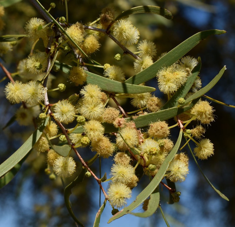 Acacia excelsa subsp. angusta