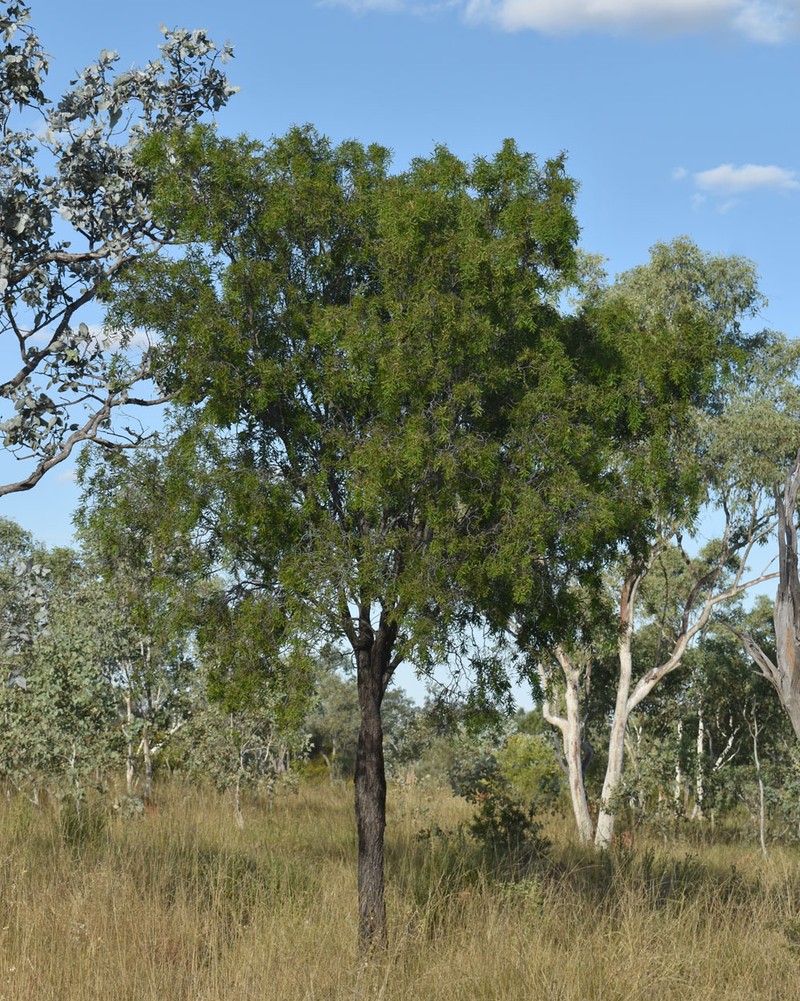 Acacia excelsa subsp. angusta photo 2