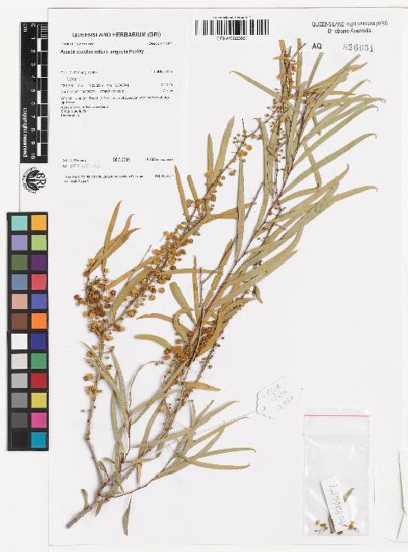 Acacia excelsa subsp. angusta photo 3