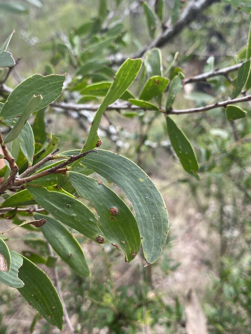 Acacia excelsa subsp. excelsa