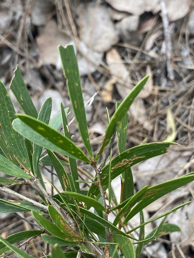 Acacia excelsa subsp. excelsa photo 2