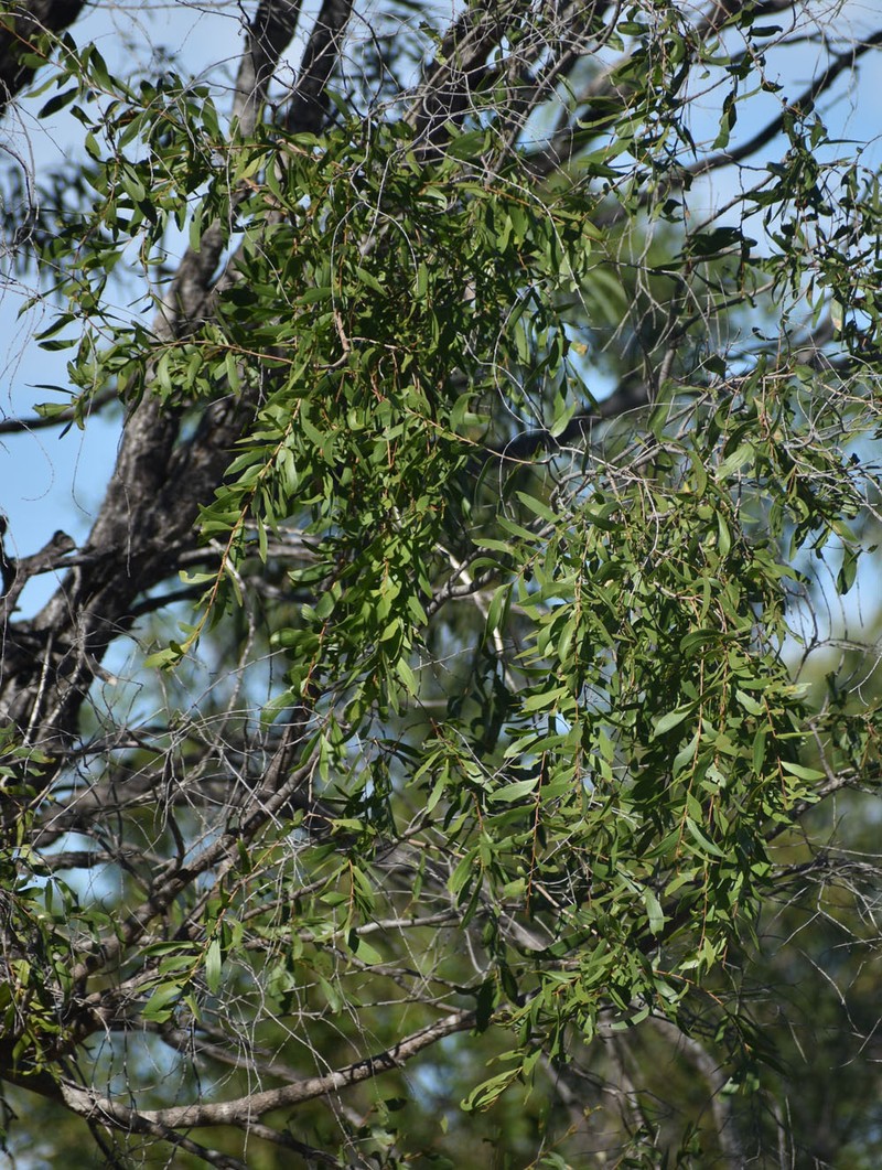 Acacia excelsa subsp. excelsa photo 3