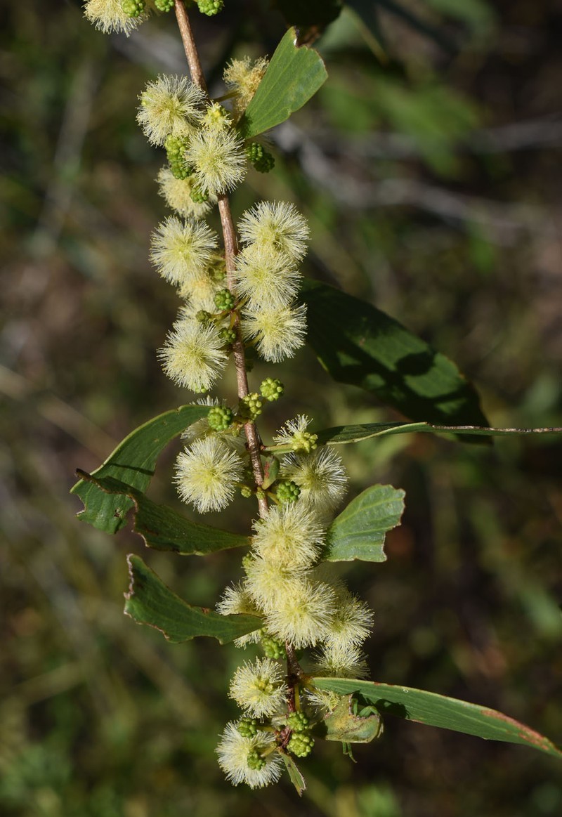 Acacia excelsa subsp. excelsa photo 4