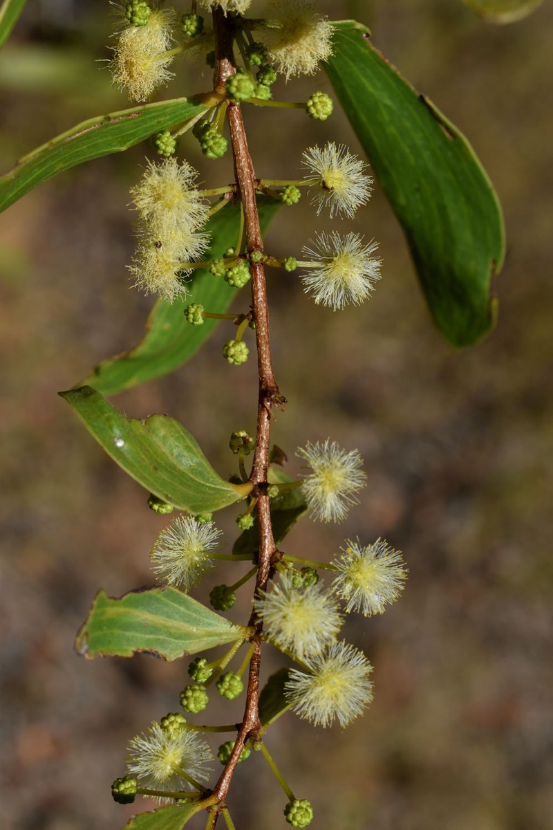 Acacia excelsa subsp. excelsa photo 5