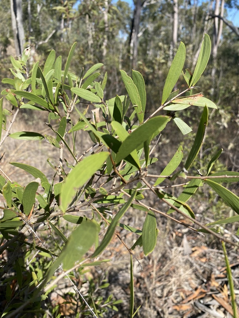 Acacia excelsa subsp. excelsa photo 7