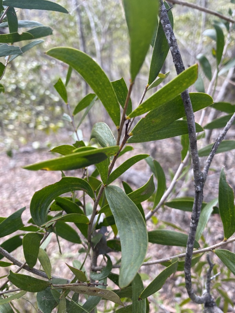 Acacia excelsa subsp. excelsa photo 8
