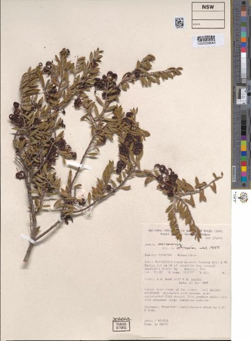 Acacia excentrica photo 3