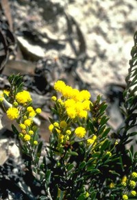 Acacia excentrica