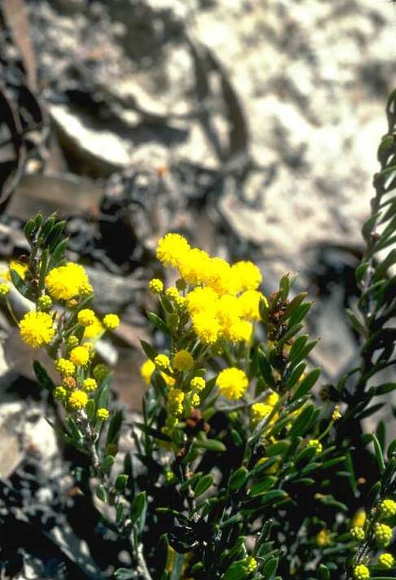 Acacia excentrica