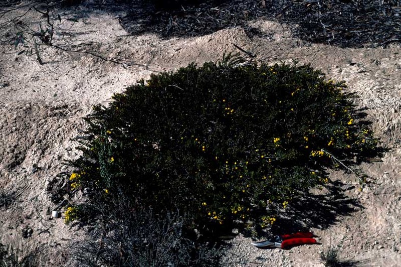 Acacia excentrica photo 2