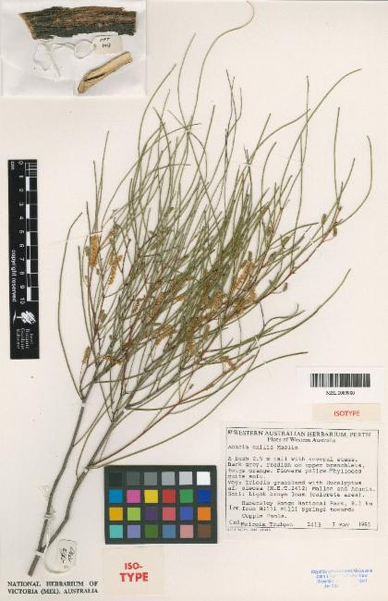 Acacia exigua photo 2