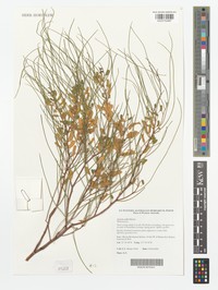 Acacia exigua