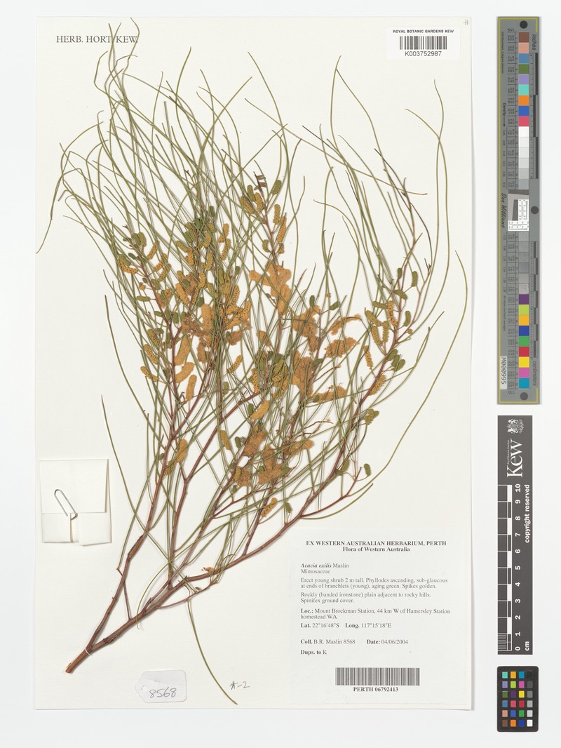 Acacia exigua