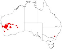 Acacia exocarpoides