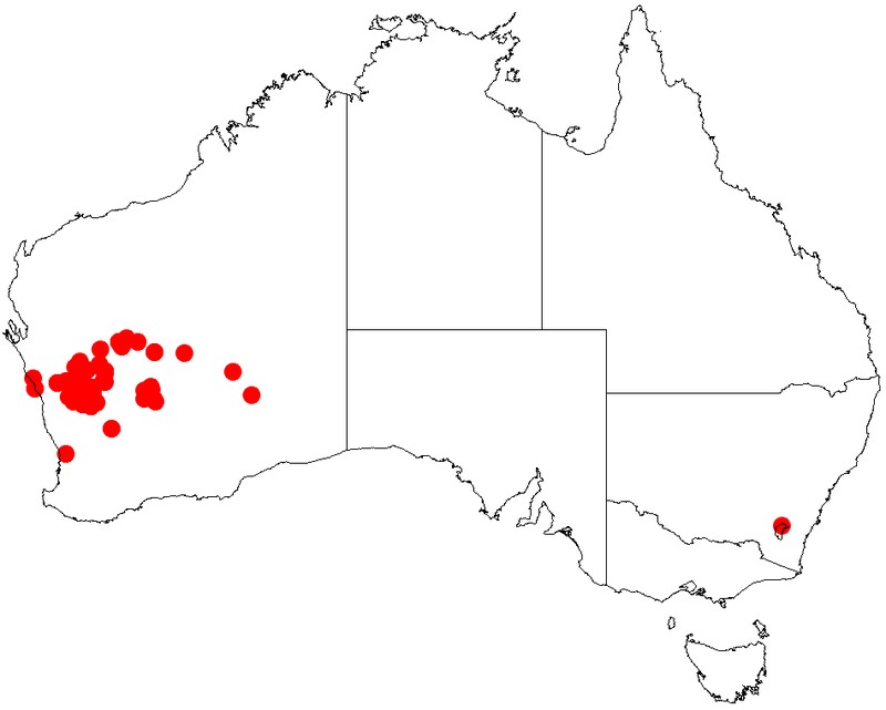 Acacia exocarpoides