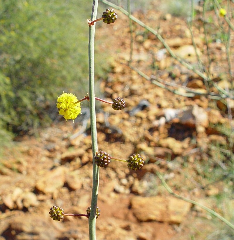 Acacia exocarpoides photo 2