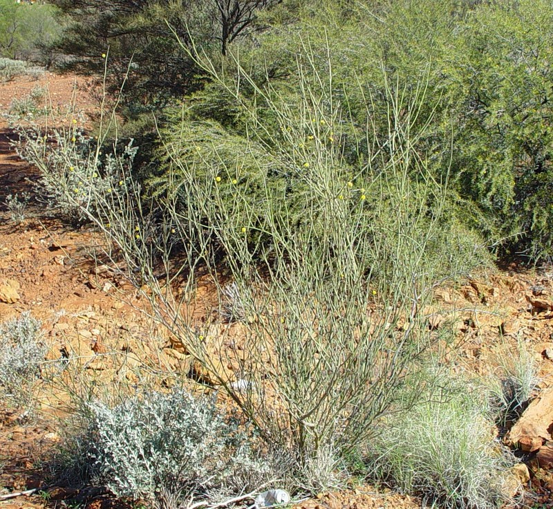 Acacia exocarpoides photo 3