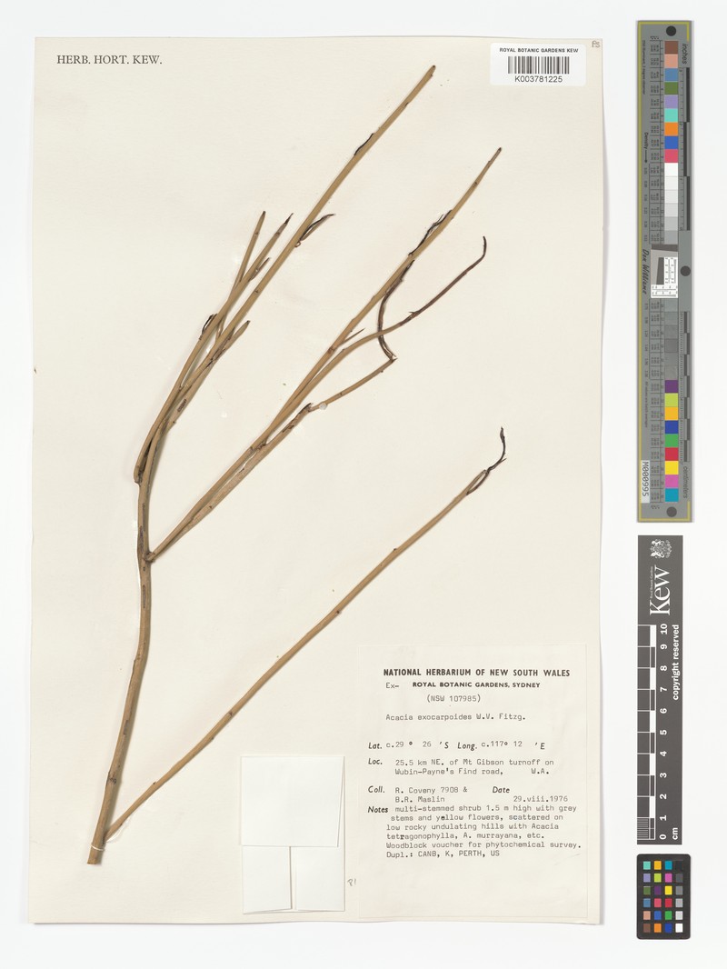 Acacia exocarpoides photo 4